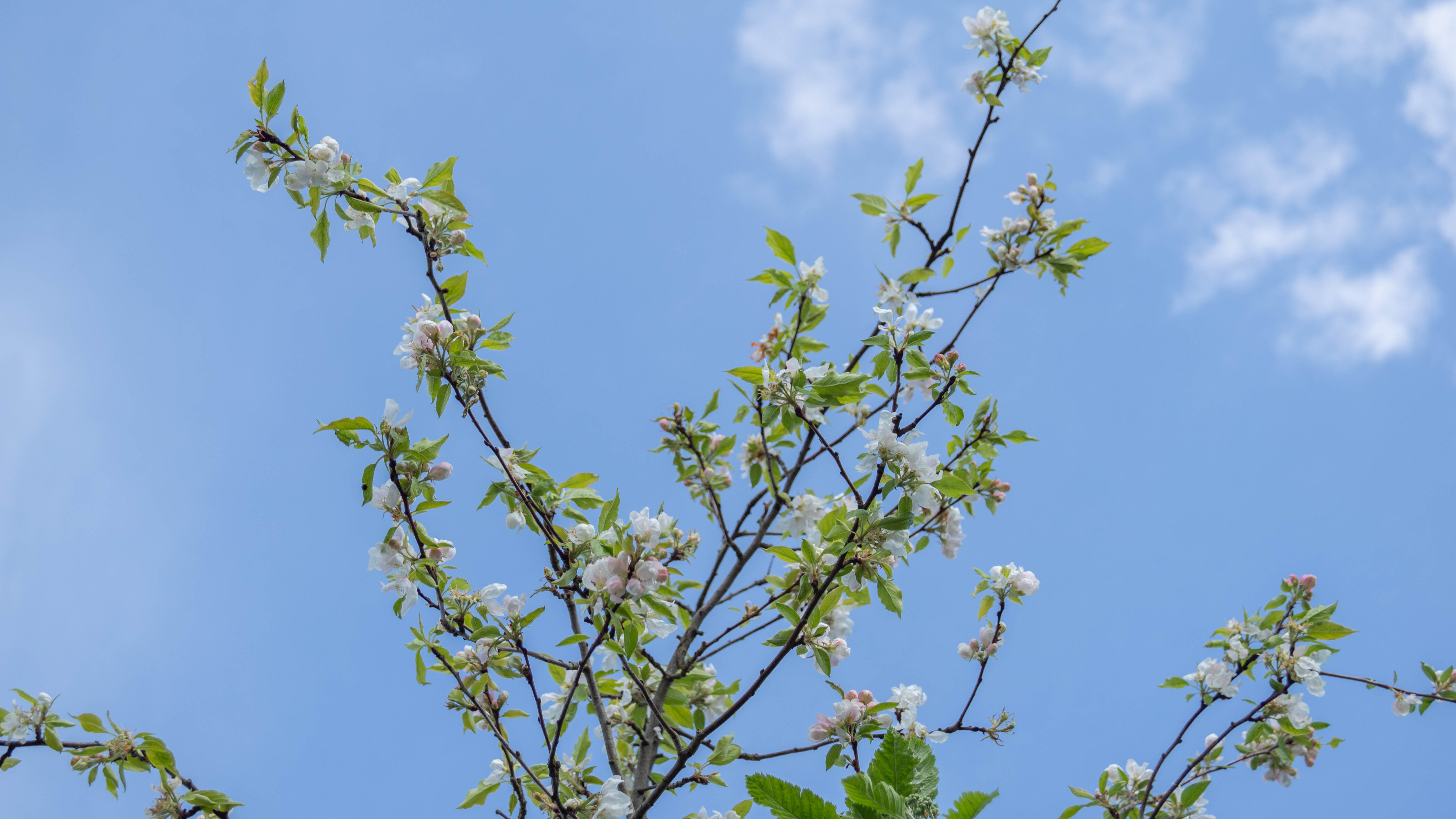 Sorbus intermedia ‘Brouwers’ (2)